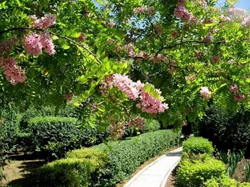 Ботанический сад в Евпатории