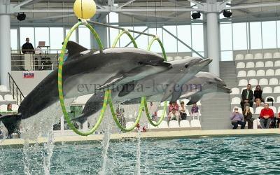 Фото дельфинария в Евпатории фото 4m