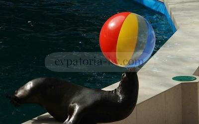 Фото дельфинария в Евпатории фото 7m